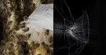 IAM Open Lecture 15: The Designed and Self-organized. Coupling distinct paradigms of deposition-based construction